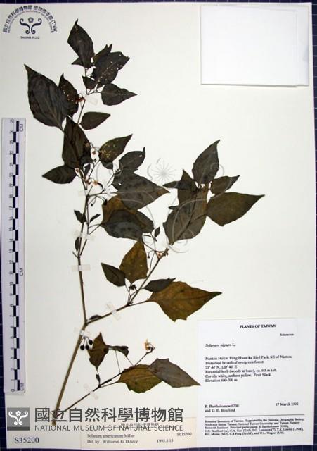 光果龍葵藏品圖，第1張