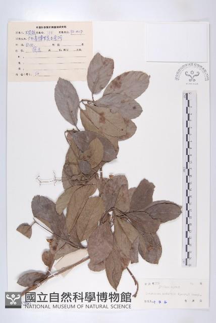 錫葉藤藏品圖，第1張