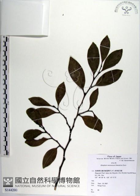 蚊母樹藏品圖，第1張