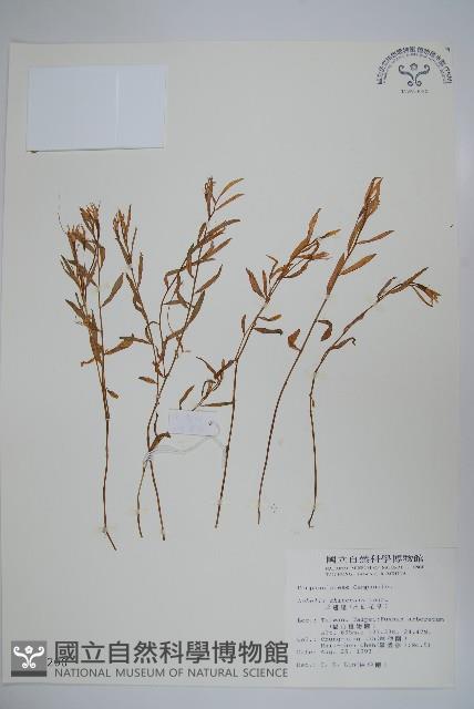 半邊蓮、鐮磨仔草藏品圖，第1張