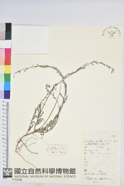 葉下珠、珠仔草藏品圖，第1張