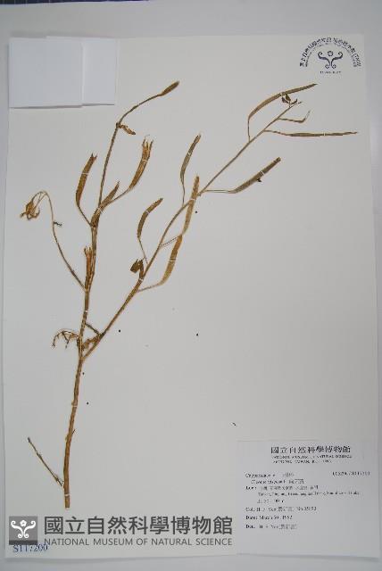 向天黃藏品圖，第1張