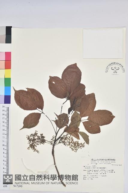 茄苳、重陽木藏品圖，第1張