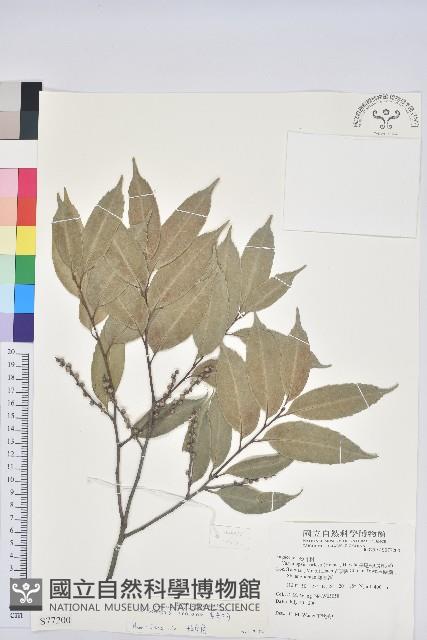 烏來柯藏品圖，第1張