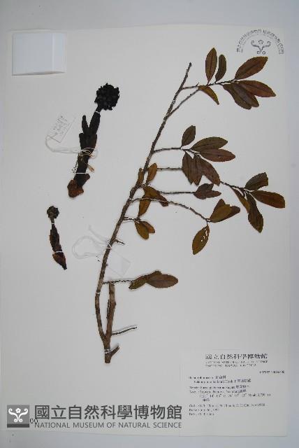 筆頭蛇菰藏品圖，第1張