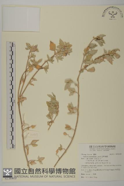 臺灣濱藜藏品圖，第1張