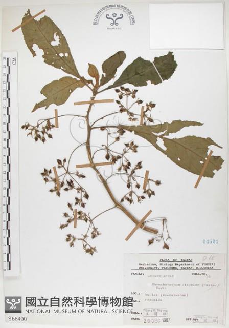 同蕊草、異色線柱苣苔藏品圖，第1張