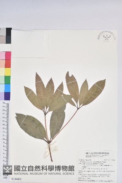 西施花藏品圖，第1張