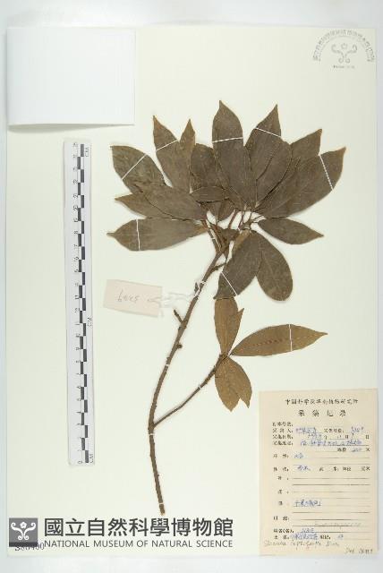 薄果猴歡喜藏品圖，第1張