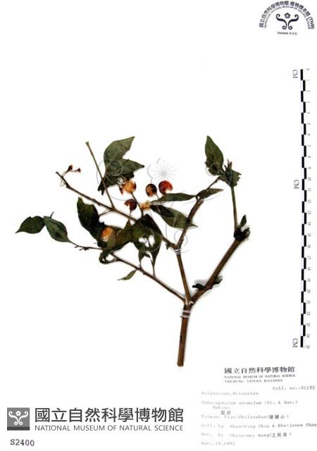 龍珠藏品圖，第1張