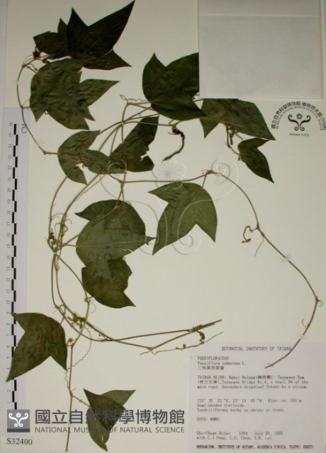 三角葉西番蓮藏品圖，第1張