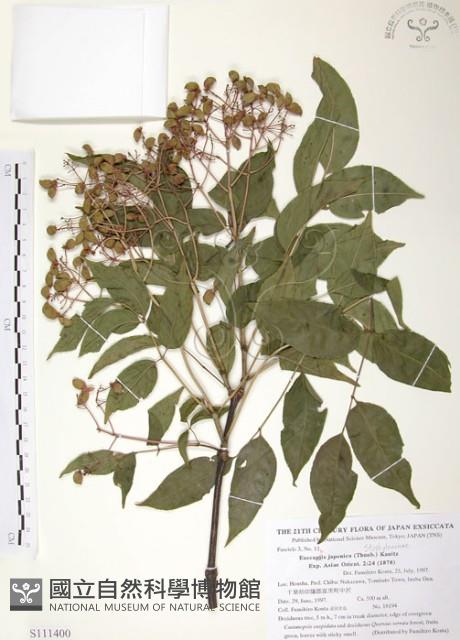 野鴉椿藏品圖，第1張