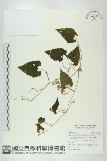 青牛膽藏品圖，第1張