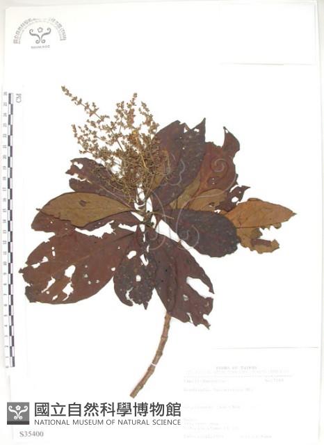 Luzon Wendlandia Collection Image