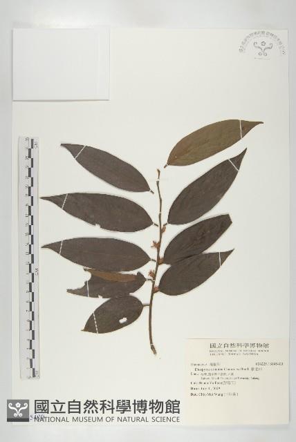 軟毛柿藏品圖，第1張