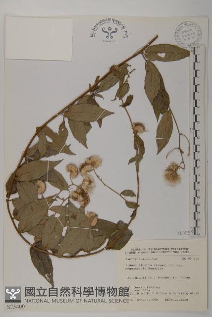 大頭艾納香藏品圖，第1張