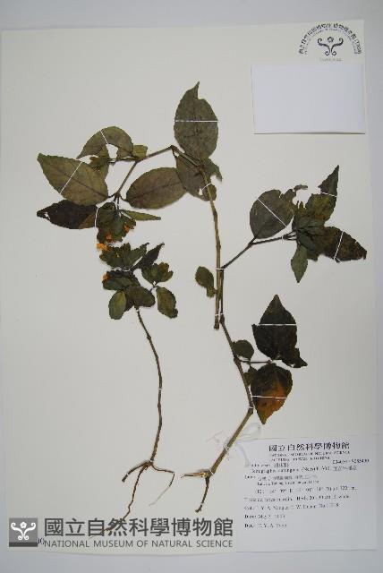 直立半插花藏品圖，第1張