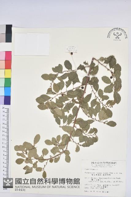 白飯樹藏品圖，第1張