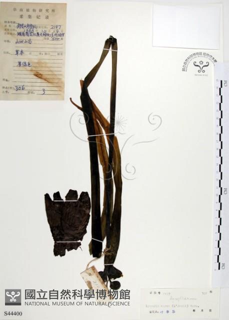 龍爪花、金花石蒜藏品圖，第1張