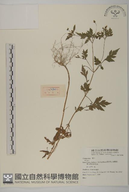 登錄號:S074400藏品圖，第1張