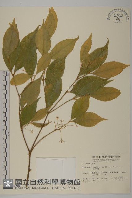 大丁黃藏品圖，第1張