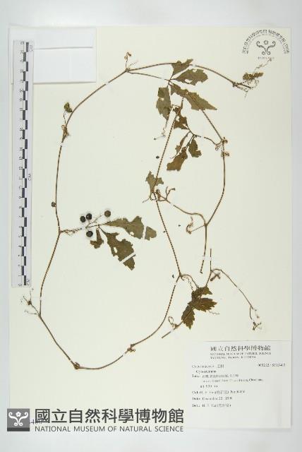 登錄號:S113400藏品圖，第1張