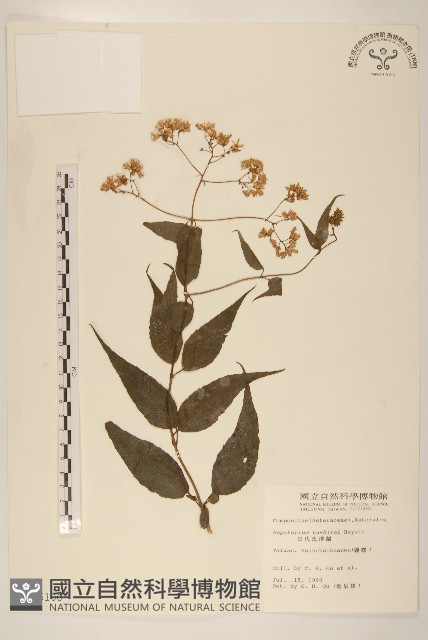 田代氏澤蘭藏品圖，第1張