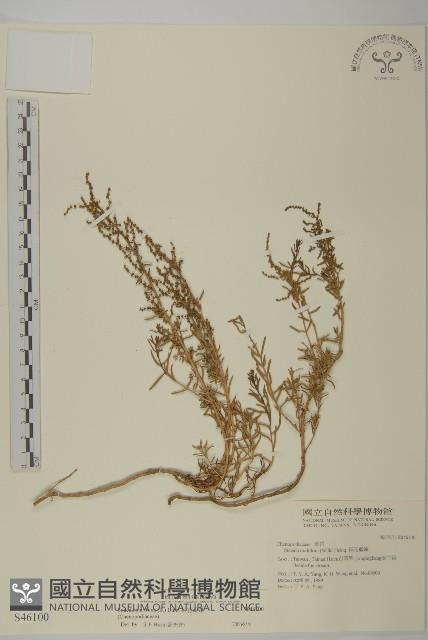 裸花鹼蓬藏品圖，第1張