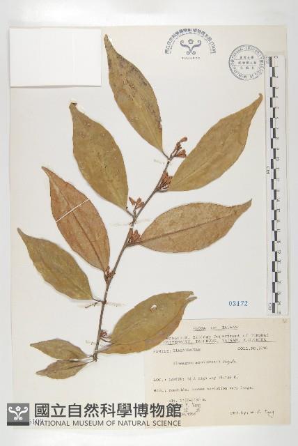 玉山胡頹子藏品圖，第1張