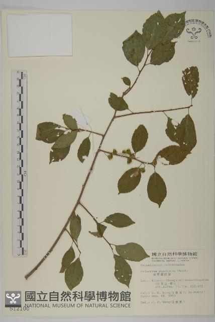 光果南蛇藤藏品圖，第1張