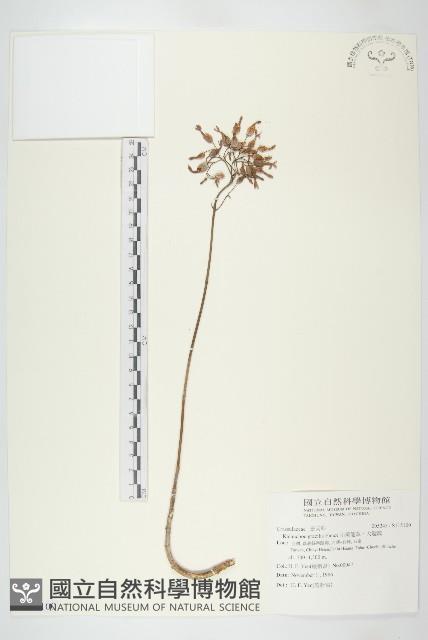 小燈籠草、大還魂藏品圖，第1張