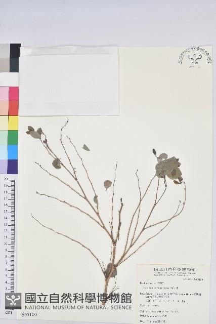 紅仔珠藏品圖，第1張