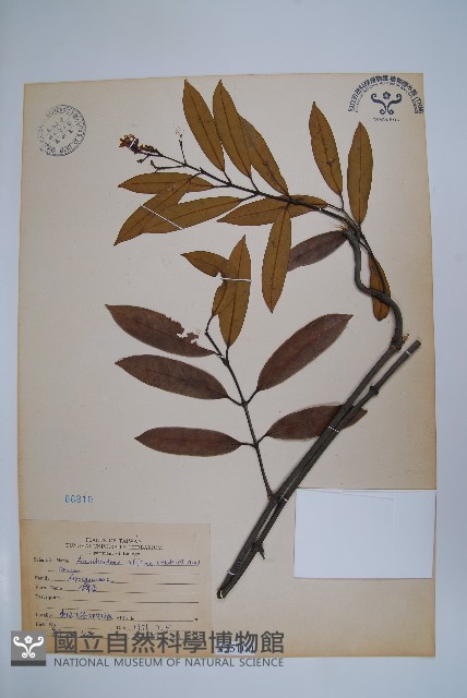 小錦蘭藏品圖，第1張