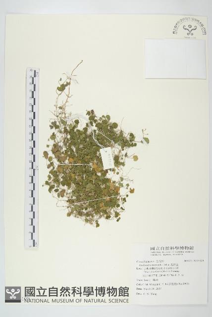 馬蹄金藏品圖，第1張