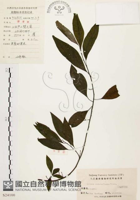 山胡椒藏品圖，第1張