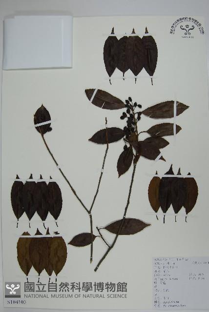 冬青藏品圖，第1張