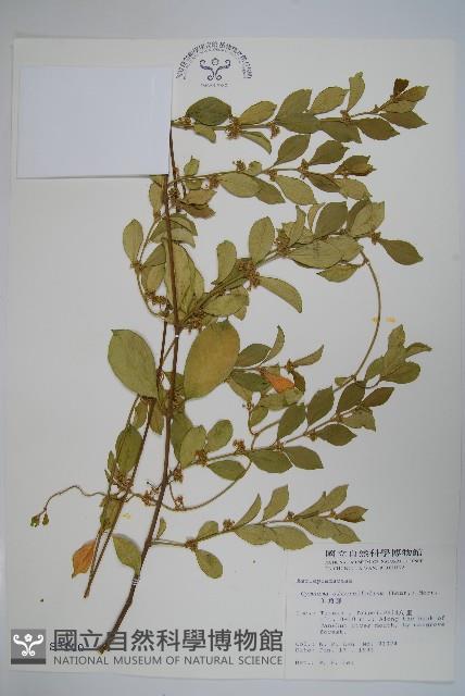 羊角藤、武靴藤藏品圖，第1張