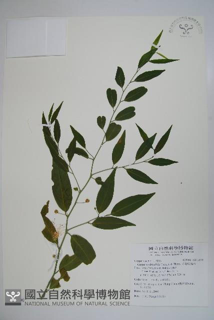 毛瓣蝴蝶木藏品圖，第1張