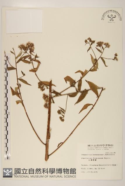 臺灣澤蘭藏品圖，第1張