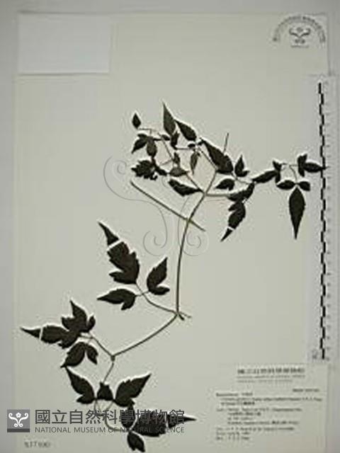 勝任鐵線蓮藏品圖，第1張