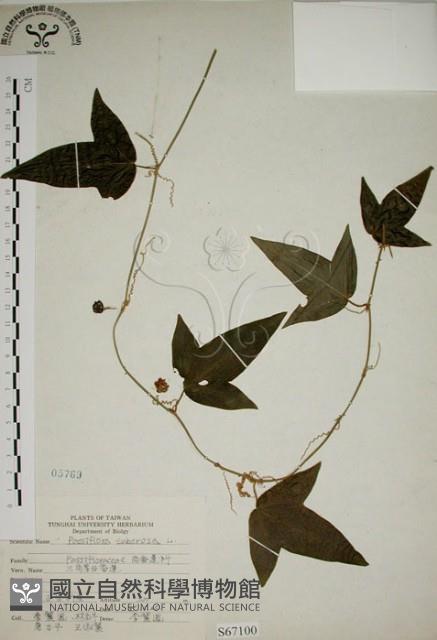 三角葉西番蓮藏品圖，第1張