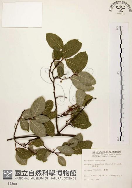 盤龍木、牛筋藤藏品圖，第1張