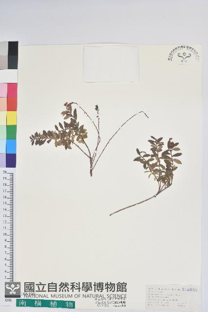 高山白珠樹藏品圖，第1張