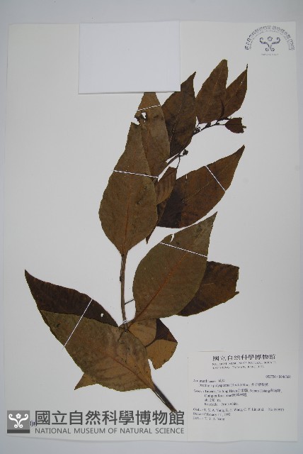 多子漿果莧藏品圖，第1張