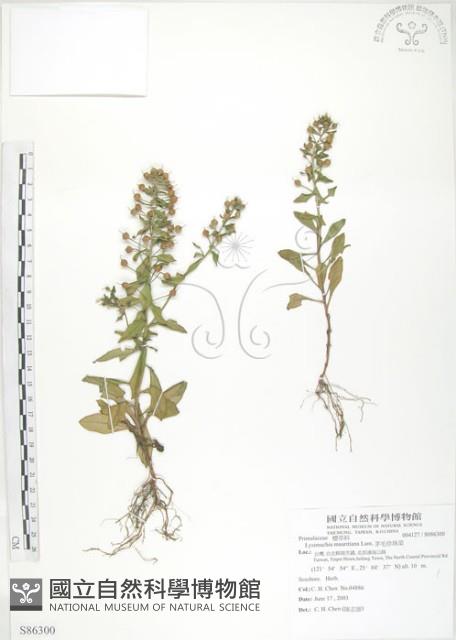 茅毛珍珠菜藏品圖，第1張
