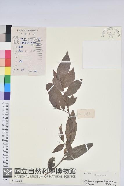 日本五月茶、南投五月茶藏品圖，第1張