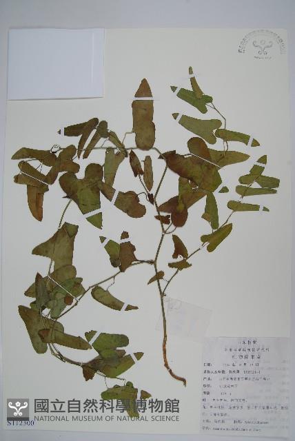 馬兜鈴藏品圖，第1張