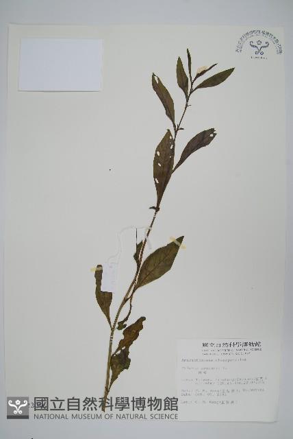 青葙藏品圖，第1張