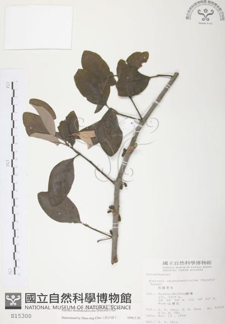 杜鵑桑寄生藏品圖，第1張