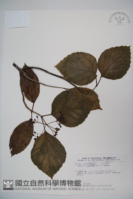 日本莢迷藏品圖，第1張